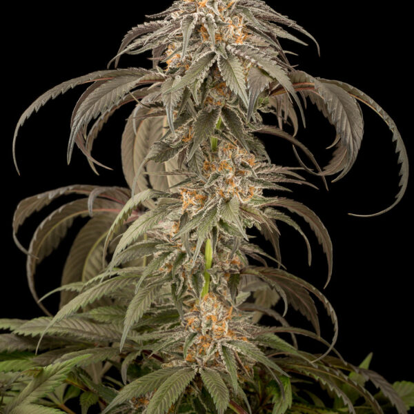 Purple Afghan Kush - Dinafem Seeds