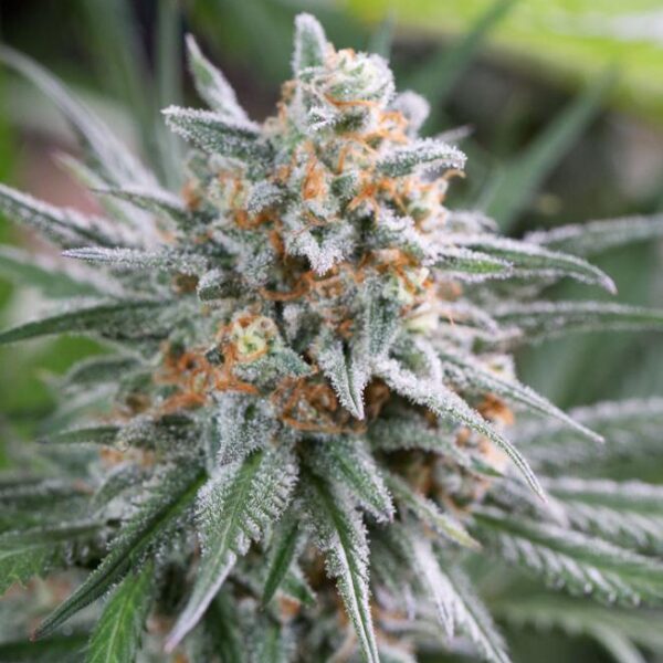 Quick Critical + - Dinafem Seeds