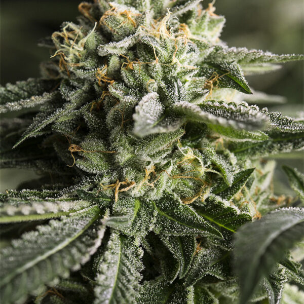 Remo Chemo - Dinafem Seeds