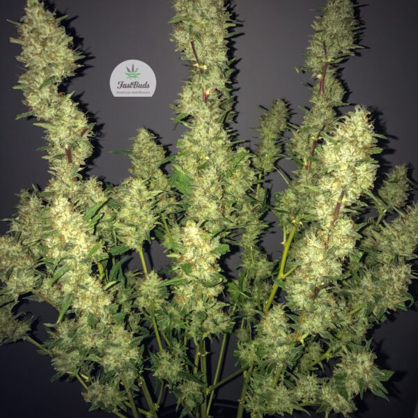 Rhino Ryder Auto - Fast Buds
