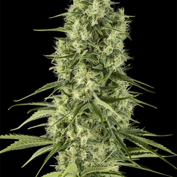 Santa Sativa - Dinafem Seeds