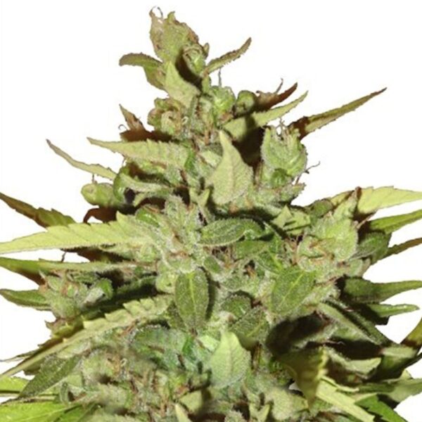 Stress Killer CBD Auto - Royal Queen Seeds