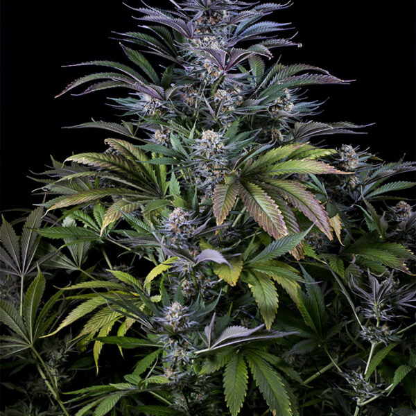 Super Silver - Dinafem Seeds