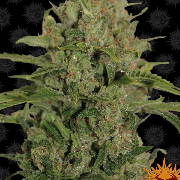 Triple Cheese - Barney's Farm