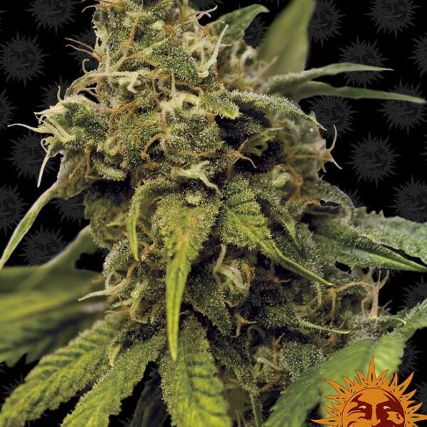 Utopia Haze - Barney's Farm