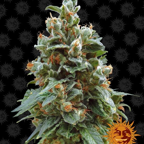 Vanilla Kush - Barney's Farm