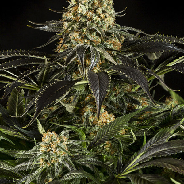 White Siberian - Dinafem Seeds