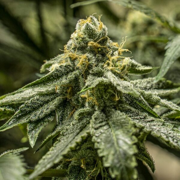 2y2 - R-Kiem Seeds