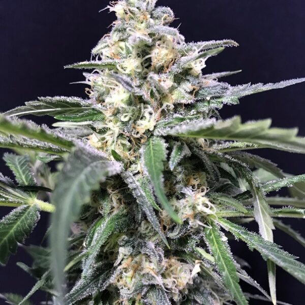 Amazon Auto - R-Kiem Seeds