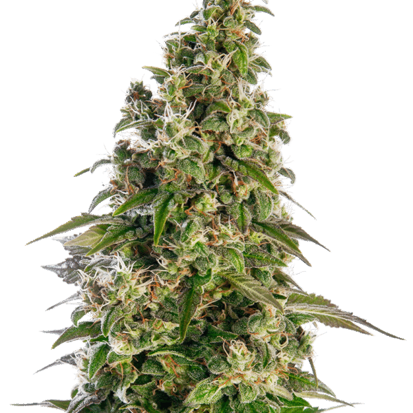 Afghani #1 Auto - Sensi Seeds
