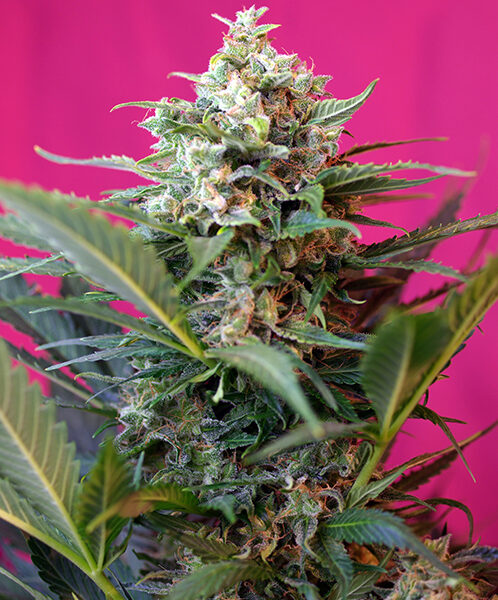 Big Devil XL Auto - Sweet Seeds