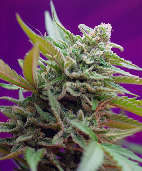Black Jack Auto - Sweet Seeds