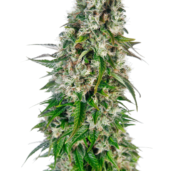Big Bud Auto - Sensi Seeds