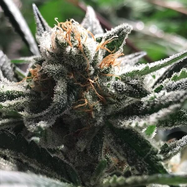 Condor Auto - R-Kiem Seeds