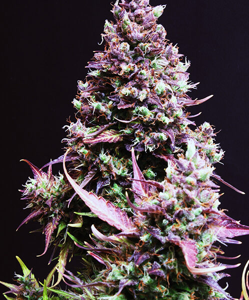Cream Caramel Auto - Sweet Seeds