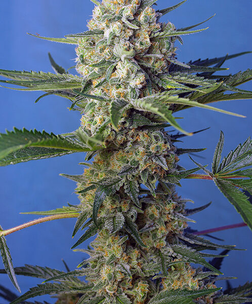Crystal Candy F1 - Sweet Seeds