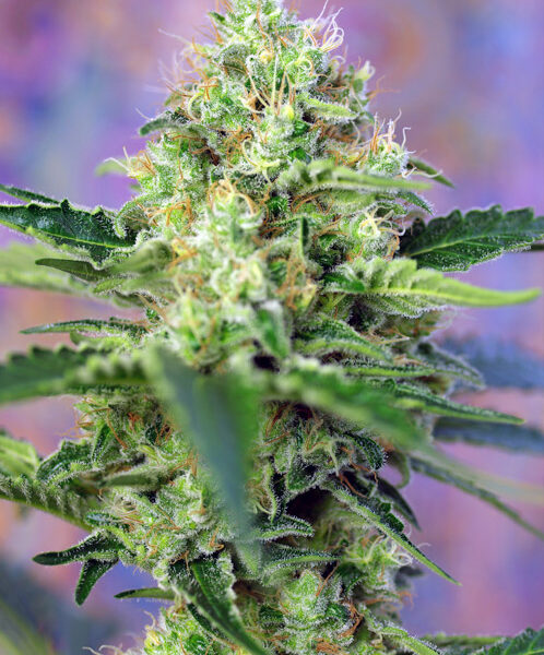 Crystal Candy XL Auto - Sweet Seeds