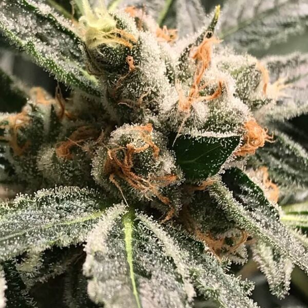 Dark Kush Auto - R-Kiem Seeds