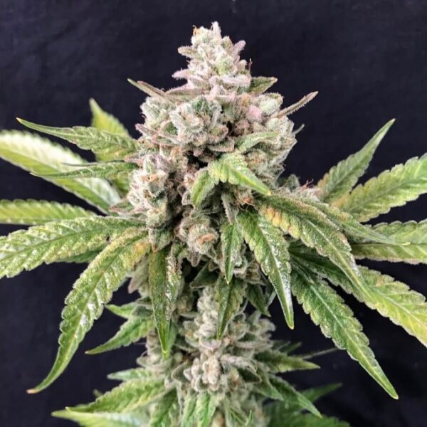 Deadcheese - R-Kiem Seeds