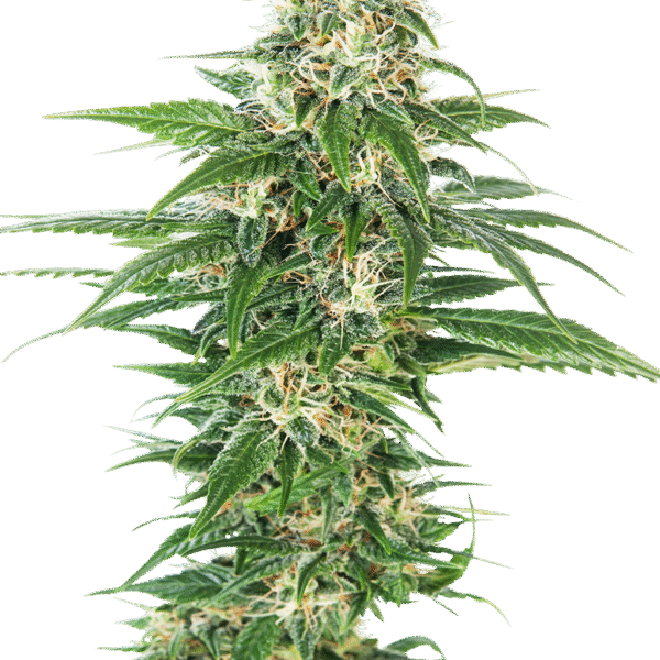 Early Skunk Auto - Sensi Seeds