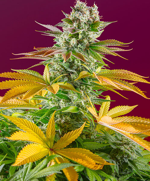 Gorilla Girl F1 - Sweet Seeds