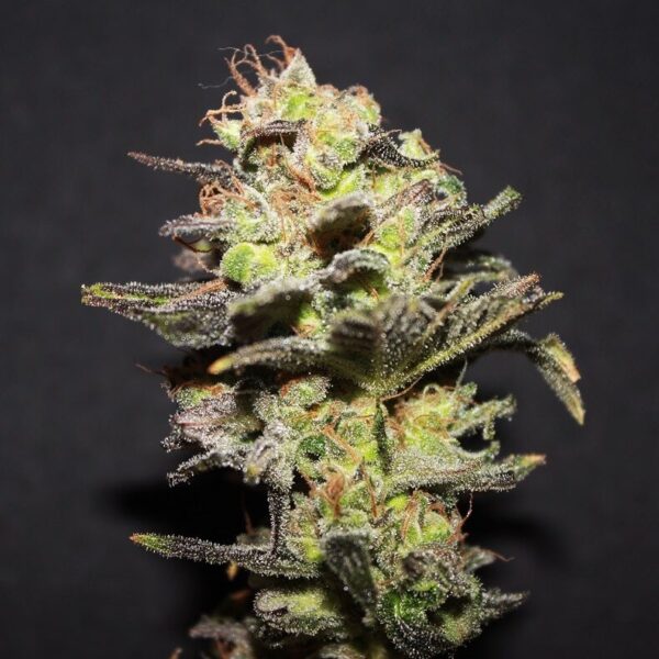Icer - R-Kiem Seeds