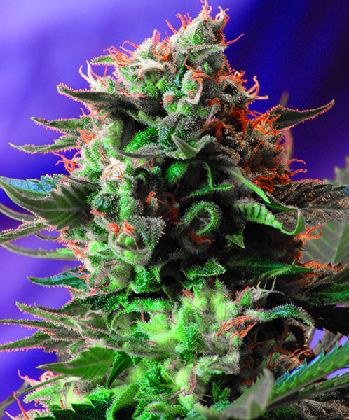 Jack 47 F1 - Sweet Seeds