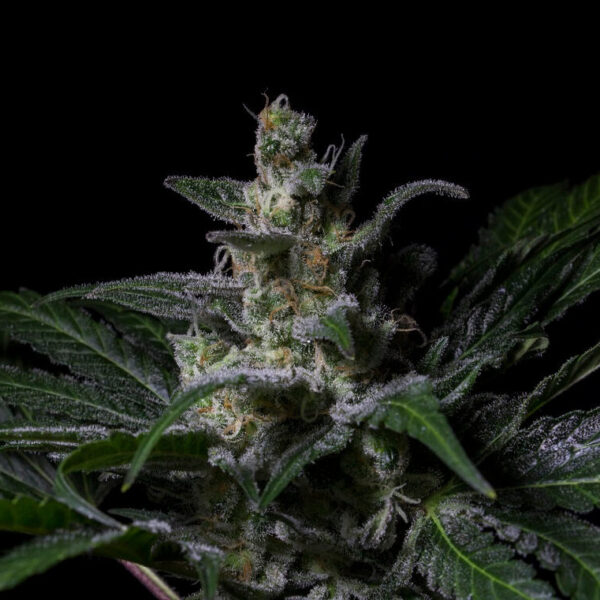 Muse - R-Kiem Seeds