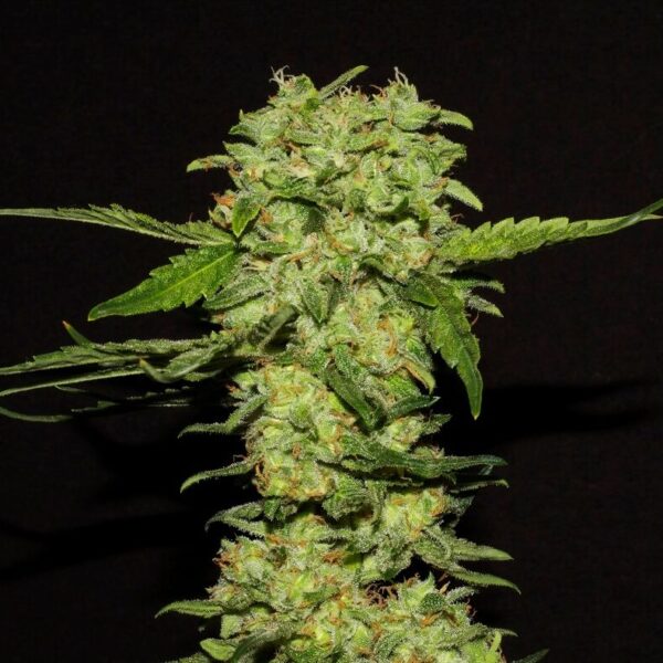 Portela - R-Kiem Seeds