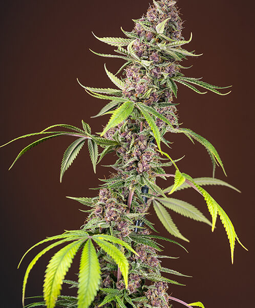 Red Mandarine F1 - Sweet Seeds