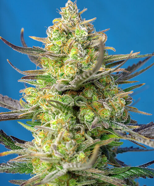 Cheese XL Auto - Sweet Seeds