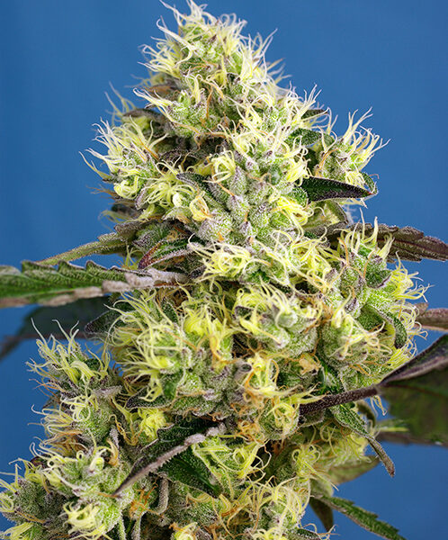 Gelato Auto - Sweet Seeds