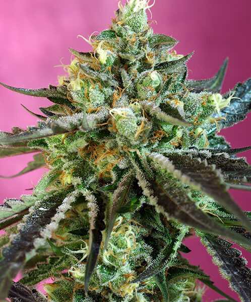 Sweet Nurse CBD Auto - Sweet Seeds