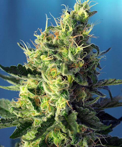 Sweet Pure CBD - Sweet Seeds