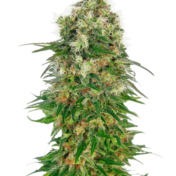 Shiva Skunk Auto - Sensi Seeds