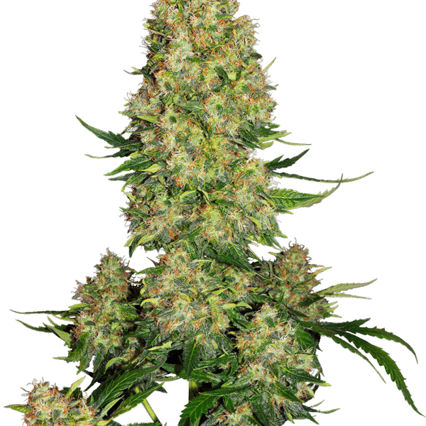 Skunk #1 Auto - Sensi Seeds