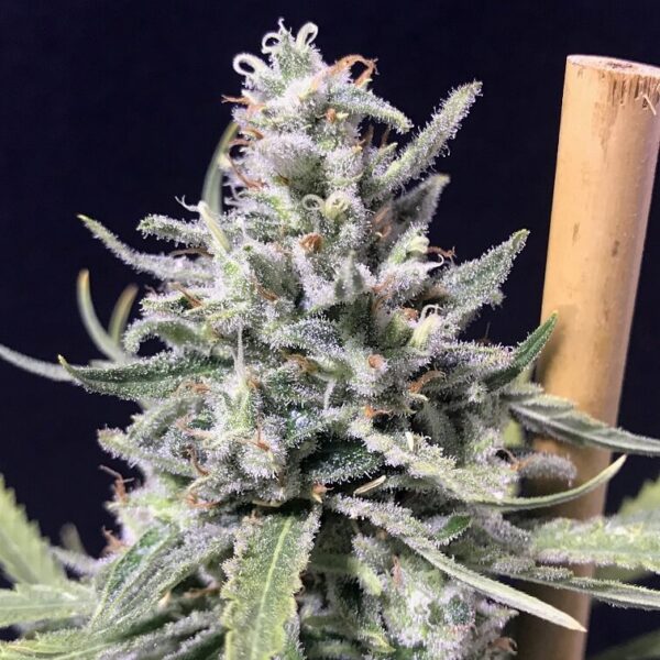 ThunderStorm Auto - R-Kiem Seeds