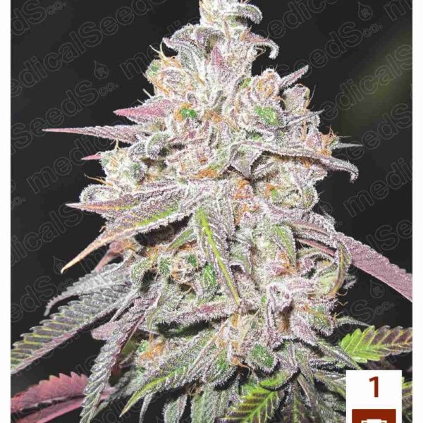 Mendocino Chanel Kush - Medical Seeds