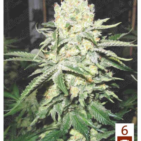 No Name - Medical Seeds