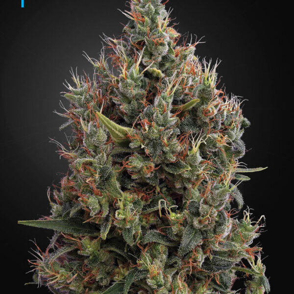Big Bang Auto - Green House Seeds