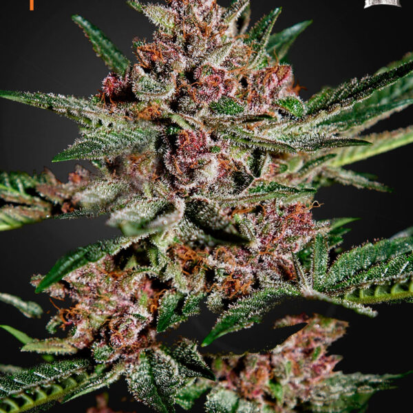Bubba Kush - Green House