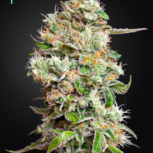 Kings Kush Auto CBD - Green House