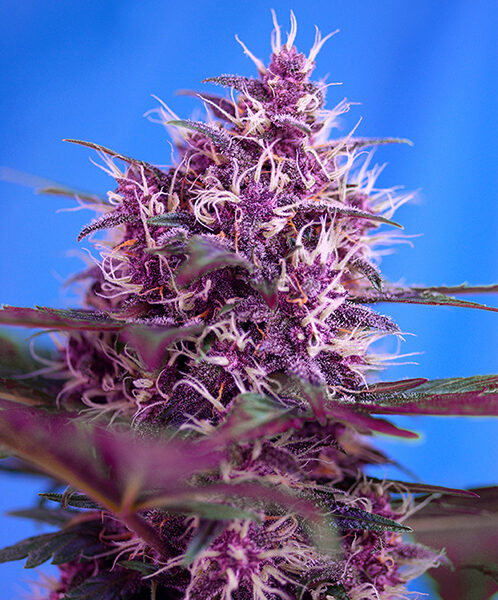 Red Poison Auto - Sweet Seeds