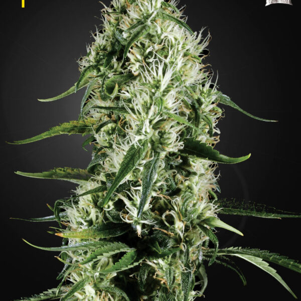 Super Silver Haze - Green House