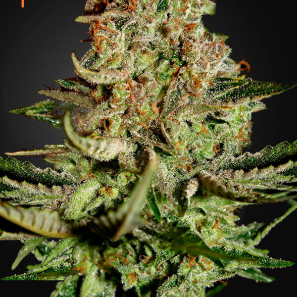 Super Bud - Green House
