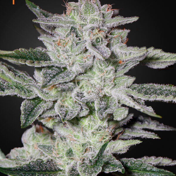 Sweet Valley Kush - Green House
