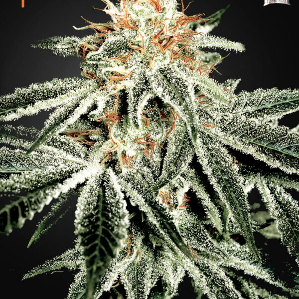 White Widow - Green House