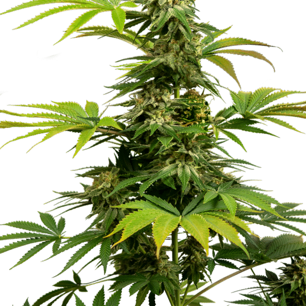 Black Harlequin - Sensi Seeds