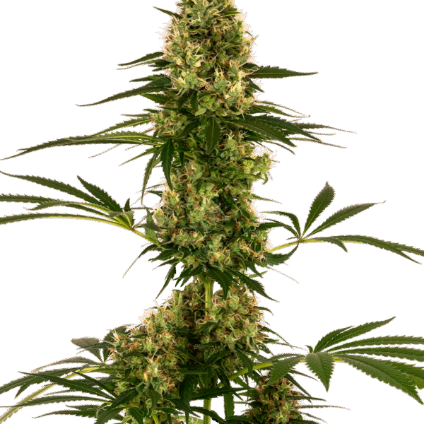 Blue Bullet Auto - Sensi Seeds