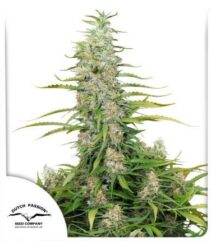dutch passion chile